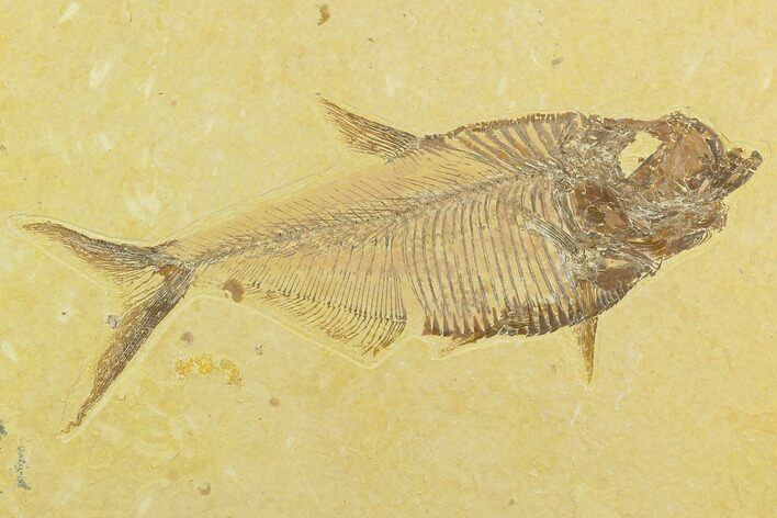 5.4" Fossil Fish (Diplomystus) - Green River Formation
